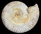 Perisphinctes Ammonite - Jurassic #54230-1